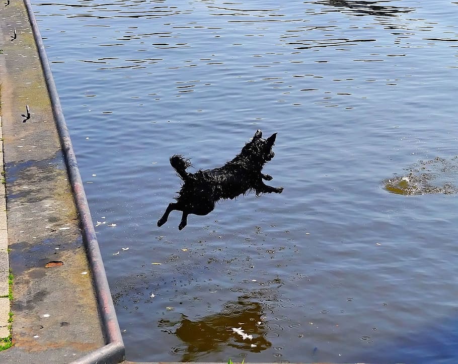 Water, Port, Dog, Jump, Ball, get ball, belly flop, action, pier, animal