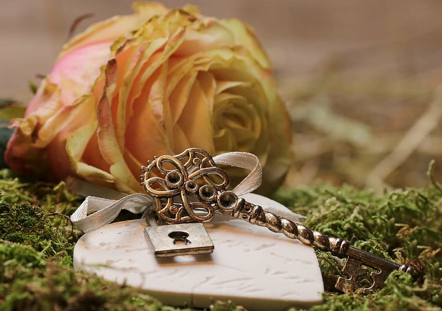 padlock, top, heart-shaped decor, rose, floribunda, blossom, bloom, rose bloom, romantic, blossomed