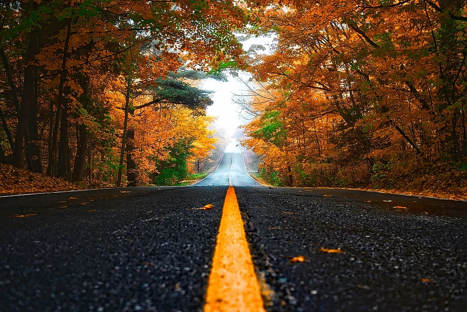 negro, concreto, camino de la carretera, verde, marrón, árboles, otoño, bosque, camino, unidad