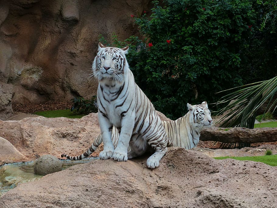 белые тигры, белый бенгальский тигр, тигр, хищник, самцы, самка, пара, пара тигров, кошка, опасный