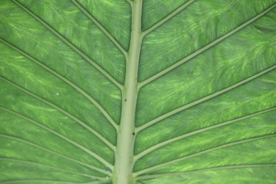 Structure, Plant, Palm Leaf, leaf, green, palm, chlorophyll, nature, pattern, green Color