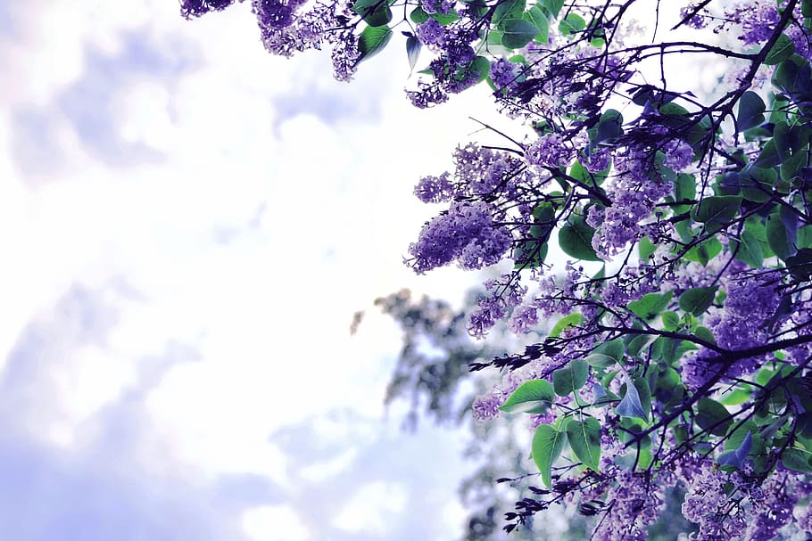 purple, flowers, daytime, Lilac, Background, Nature, Flower, garden, bloom, botanical