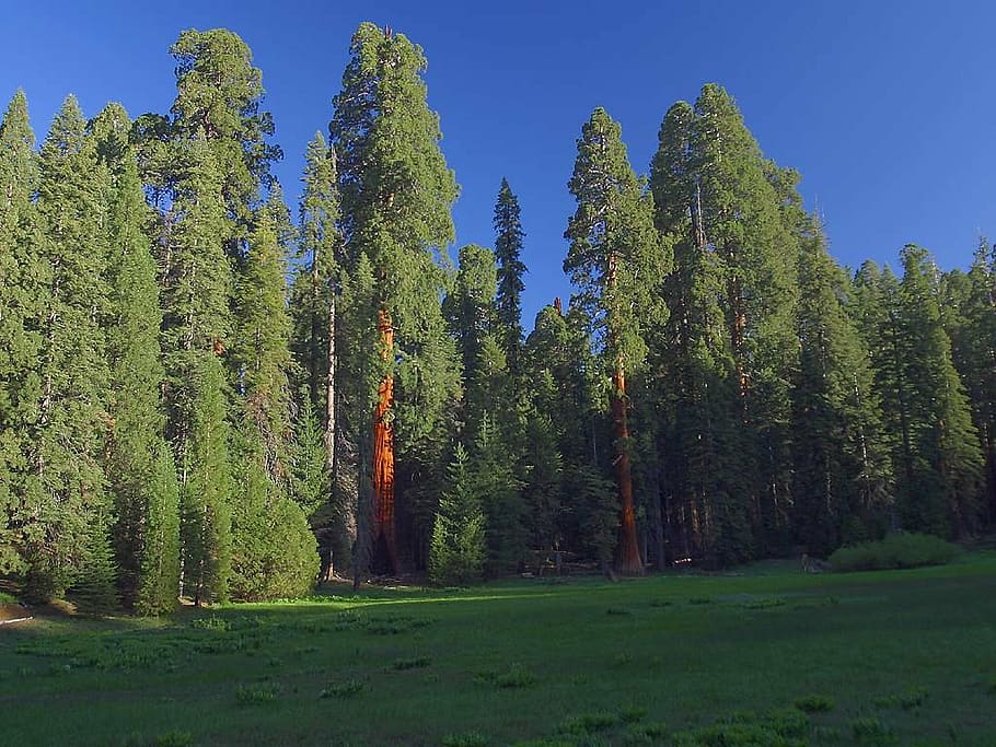 árvores de sequóia, sequóia, califórnia, estados unidos da américa, vermelho, tribo, prado, verde, floresta, árvores