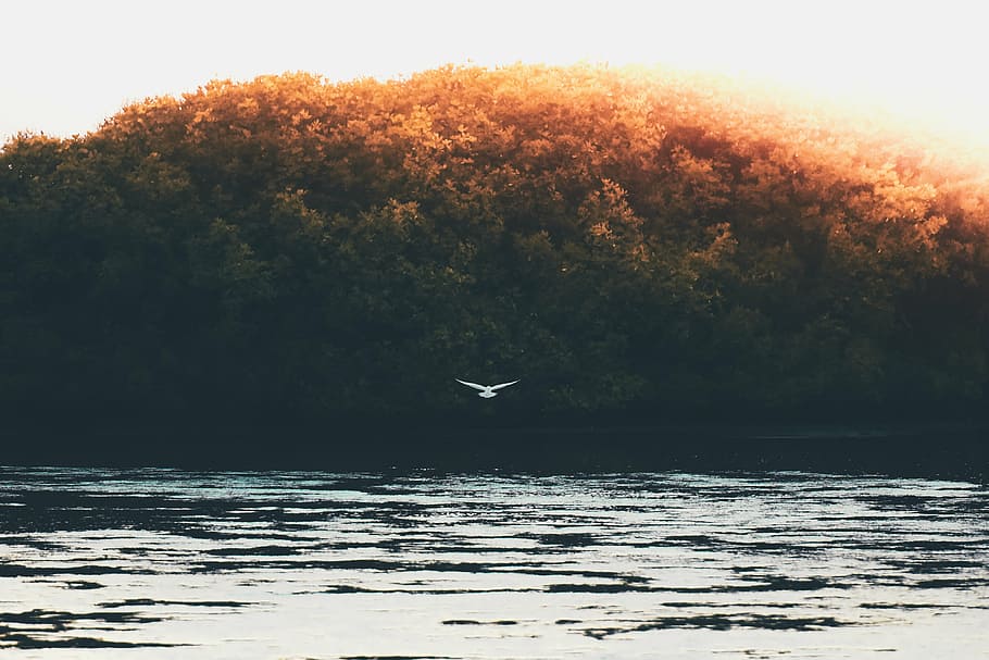 white, bird, flying, body, water, green, trees, daytime, nature, lake