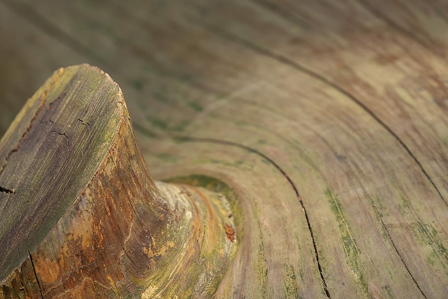 brown wooden surface, sequoia, wood, tribe, huge, wooden structure, texture, background, grain, structure