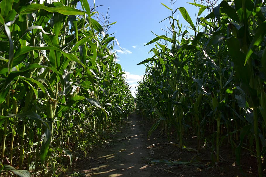 plants, cornfield, agriculture, corn, field, farming, rural, green, maize, natural