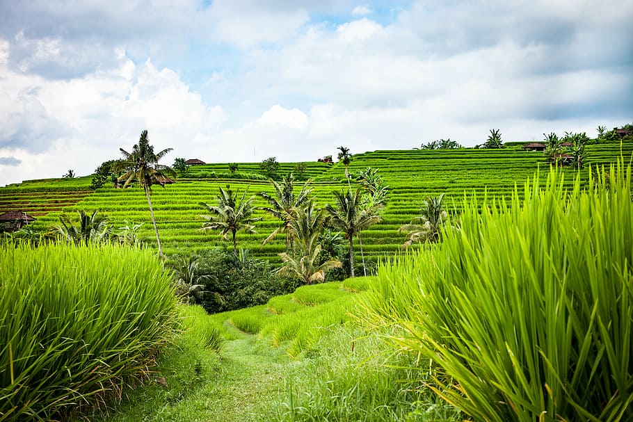 palm tree, green, bushes, bali, rice terraces, landscape, rice, rice fields, rice cultivation, paddy