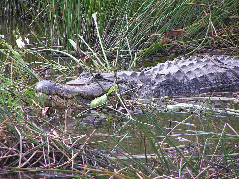 alligator, gator, florida, grass, lake, pond, large, reptile, animal, wild