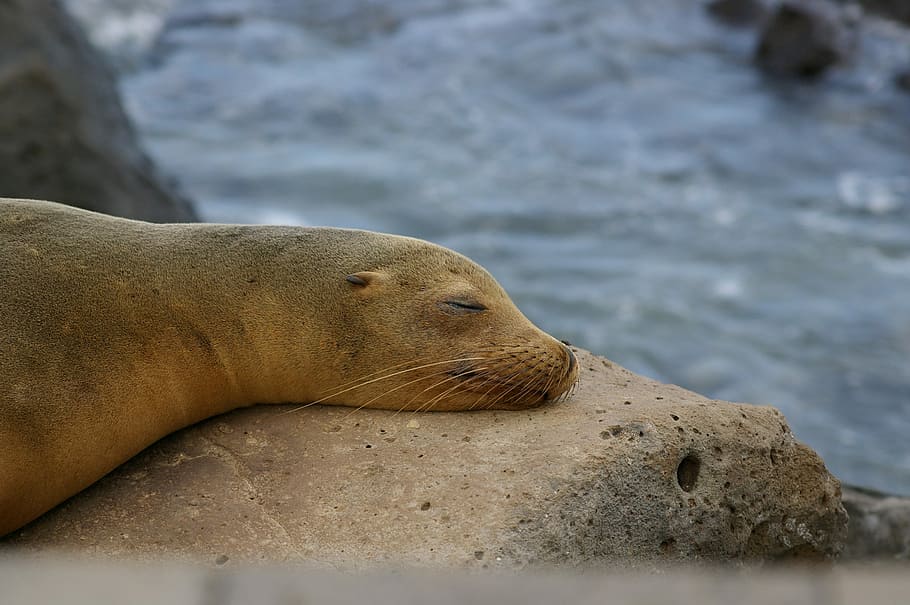 nature, galapagos, seal pelts, waters, ocean, animal world, animal wildlife, animal themes, animal, animals in the wild