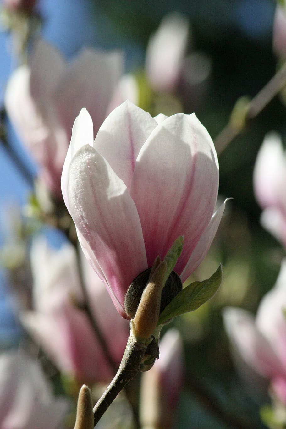 Magnolia, Flower, Pink, Bloom, flowers, flower calyx, spring, nature, garden, plant