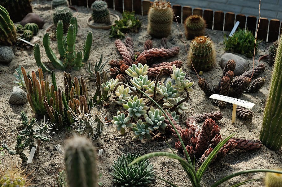 cactus, planta, verde, botánico, suculentas, jardín, crecimiento, planta suculenta, naturaleza, nadie