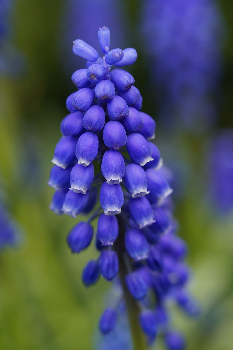 hyacinth, blossom, bloom, flower, blue, traubenförmige inflorescences, inflorescences, spring, garden, early bloomer