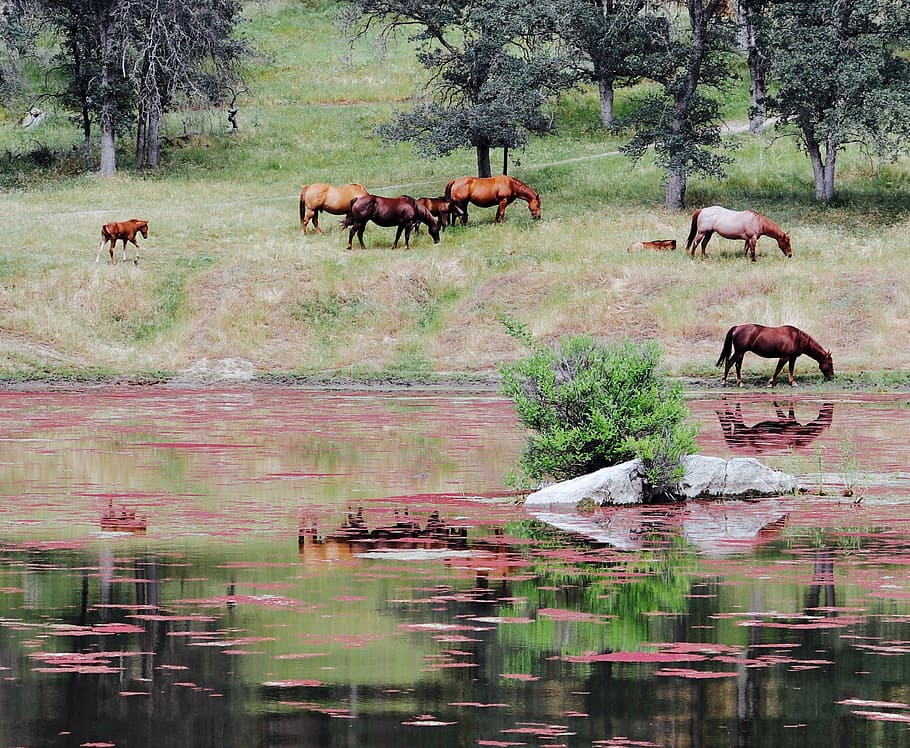 herd, horse, green, grass, calm, body, water, animal, river, reflection