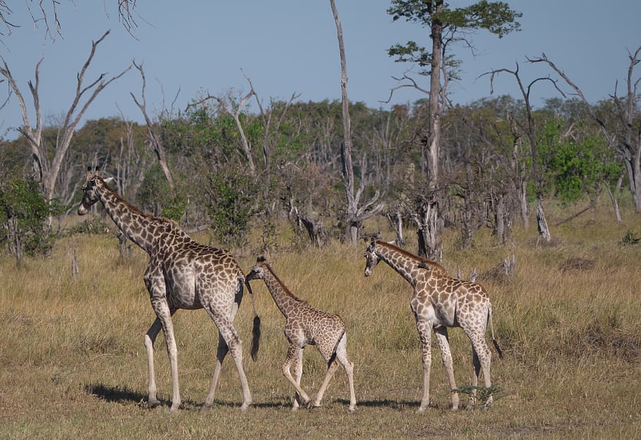 giraffes, family, animals, animal world, africa, safari, botswana, national park, young animals, tree
