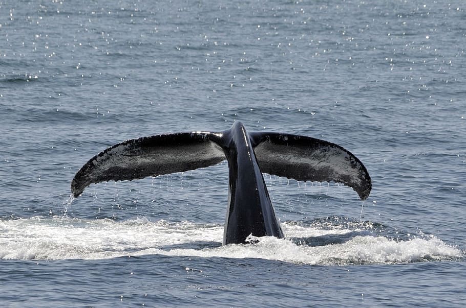 black whale tail, breaching, tail, ocean, mammal, marine, sea, water, wildlife, nature