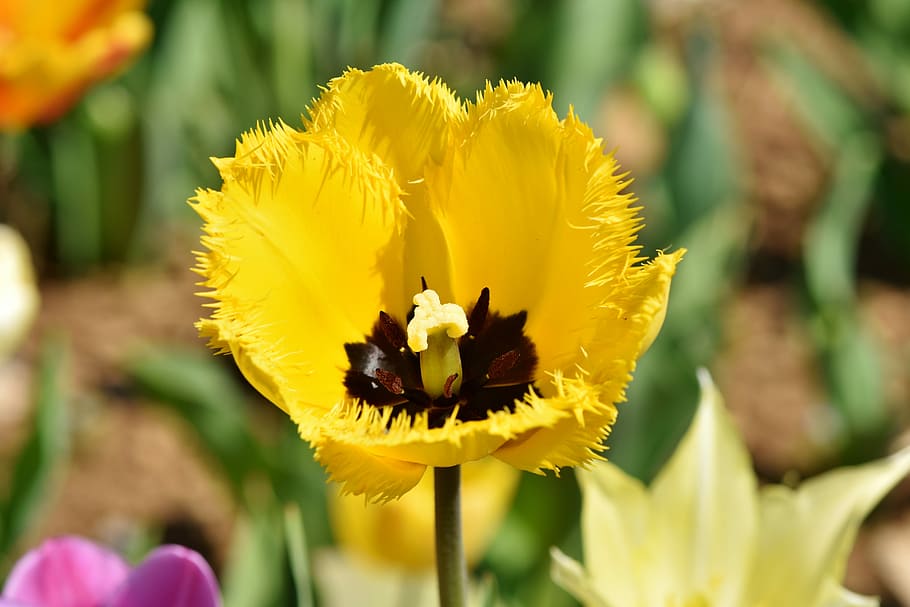 amarillo, flor de tulipán, florecer, selectivo, fotografía de enfoque, tulipán, schnittblume, flores de primavera, sello, estambres