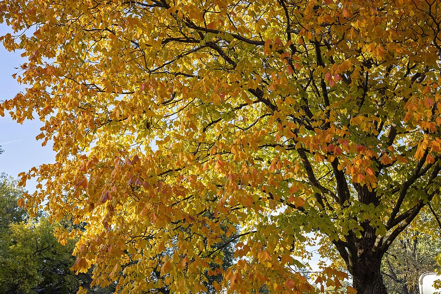 maple, tree, yellow, leaves, nature, fall, autumn, bright, colourful, plant