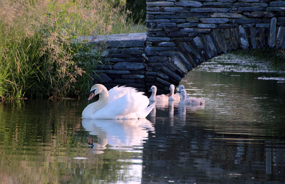 white, swan, creek, swimming, together, babies, concrete, bridge, surrounded, green