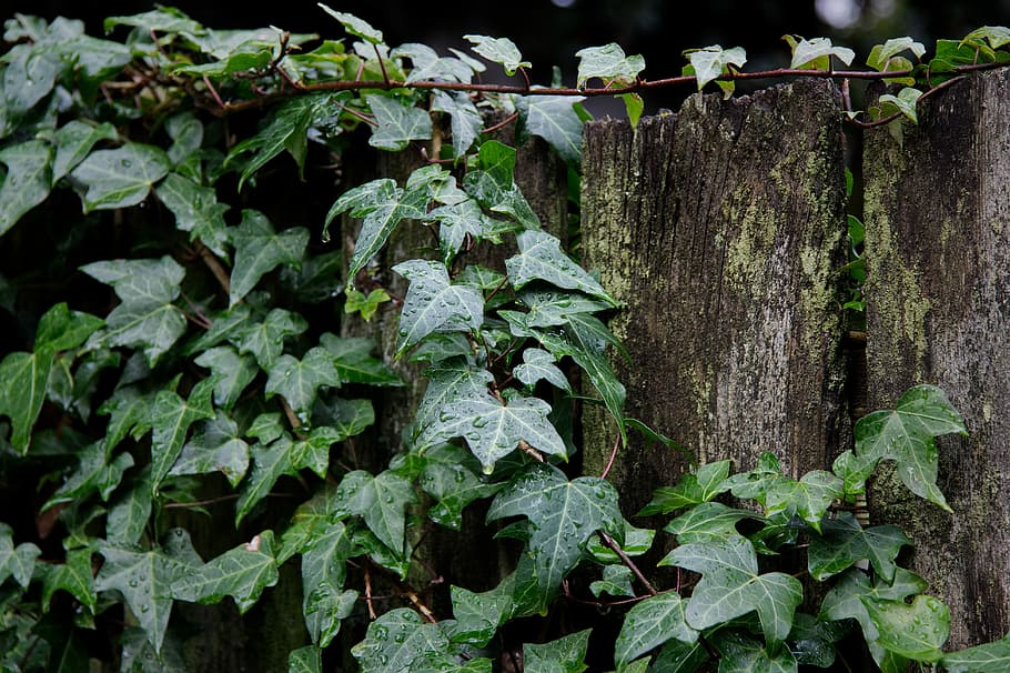ivy, leaf, climber, plant, tree, fence, plant part, growth, green color, nature