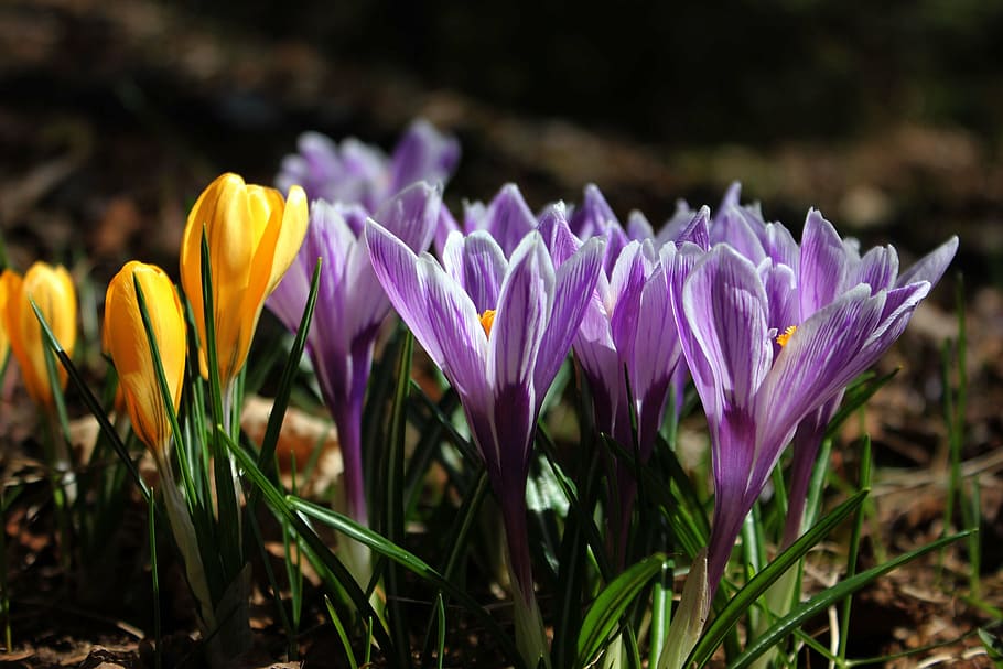 クロッカス, 花, 自然, 春, 開花植物, 植物, 鮮度, 紫, 自然の美しさ, 花弁