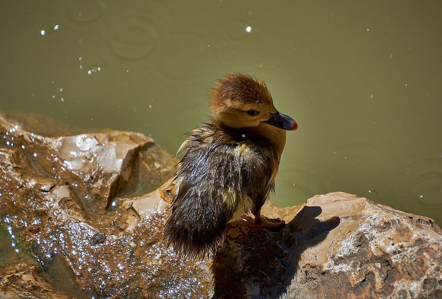 duck, small, cute, plumage, ducklings, swim, animal, animal wildlife, animal themes, water