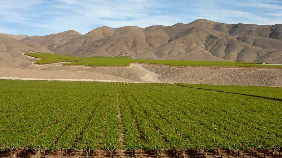 green grass field, chile, wine, andes, landscape, agriculture, land, environment, farm, crop