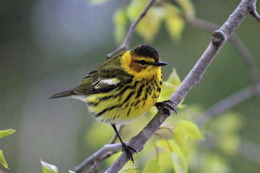 cape may warbler, burung-burung, birding, burung penyanyi, kuning, alam, cabang, warna-warni, bulu, sayap