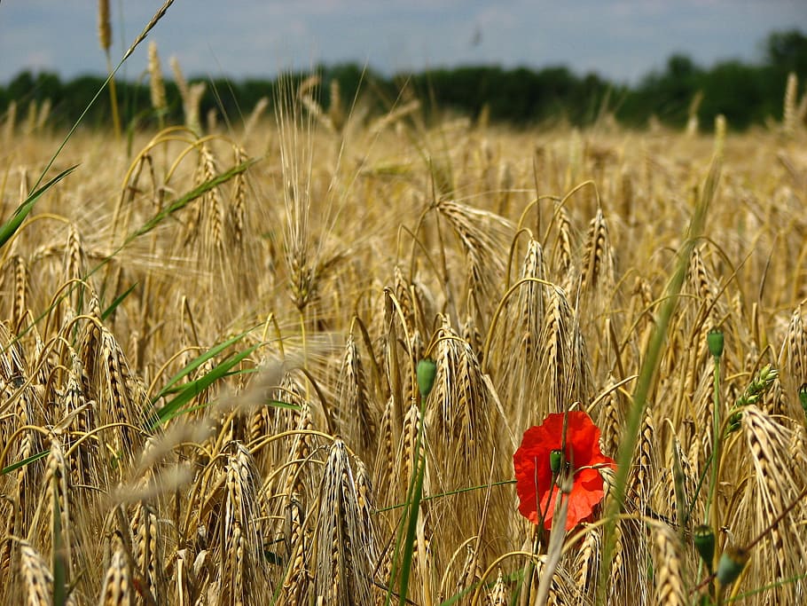 Campo de trigo, Spike, Milharal, trigo, papoula, cereais, vermelho, amarelo, flor, campo