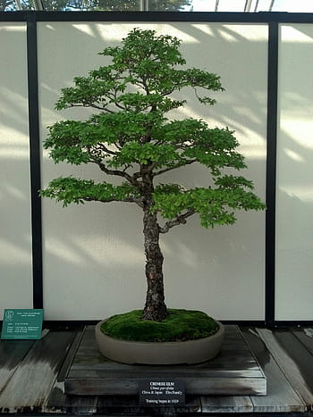 Page 3 - Royalty-free bonsai plant photos free download - Pxfuel