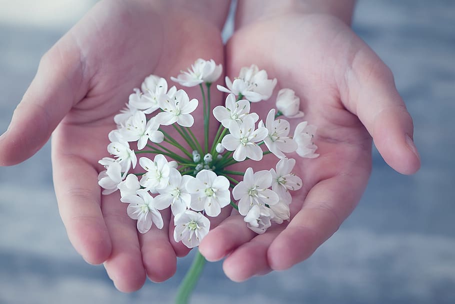persona, tenencia, blanco, flores, flor, pequeñas flores, flor blanca, primavera, tierno, mano