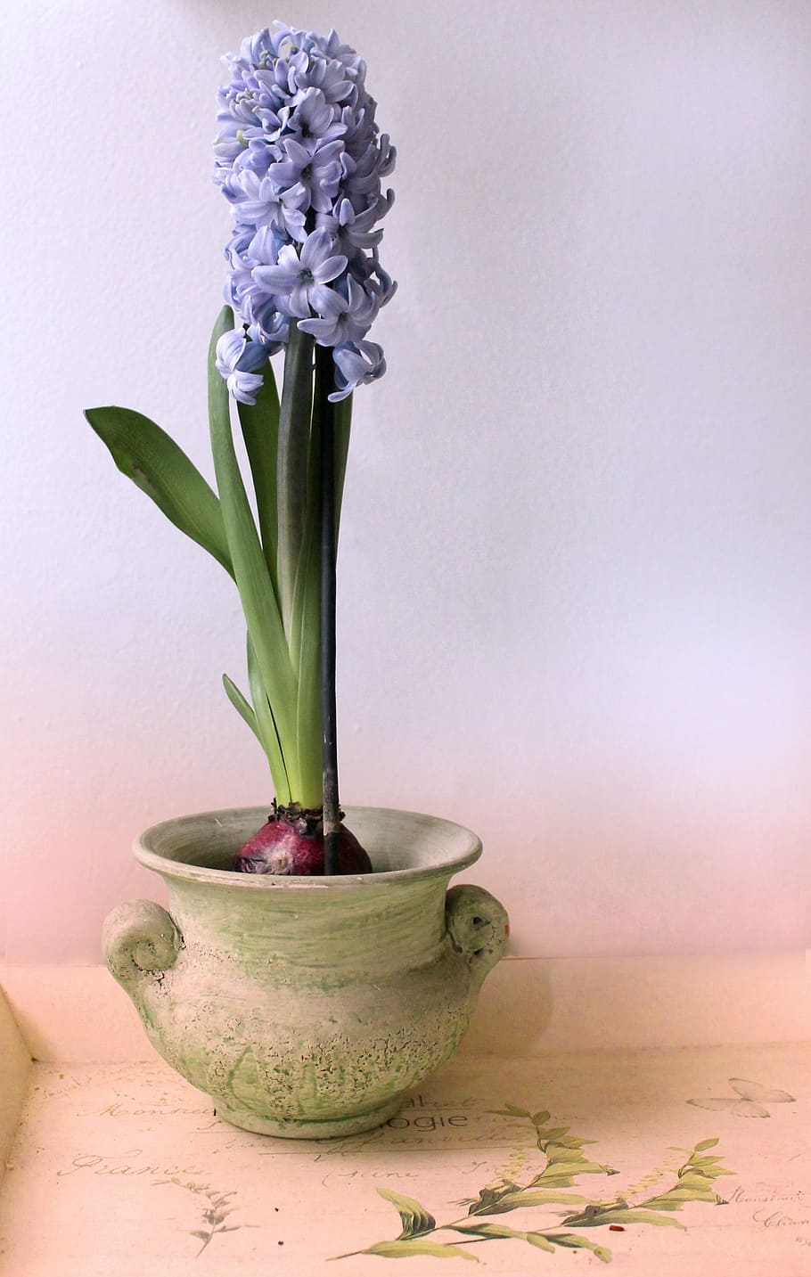 purple, beet flowers, white, ceramic, pot, hyacinth, still life, peaceful, plant, flower