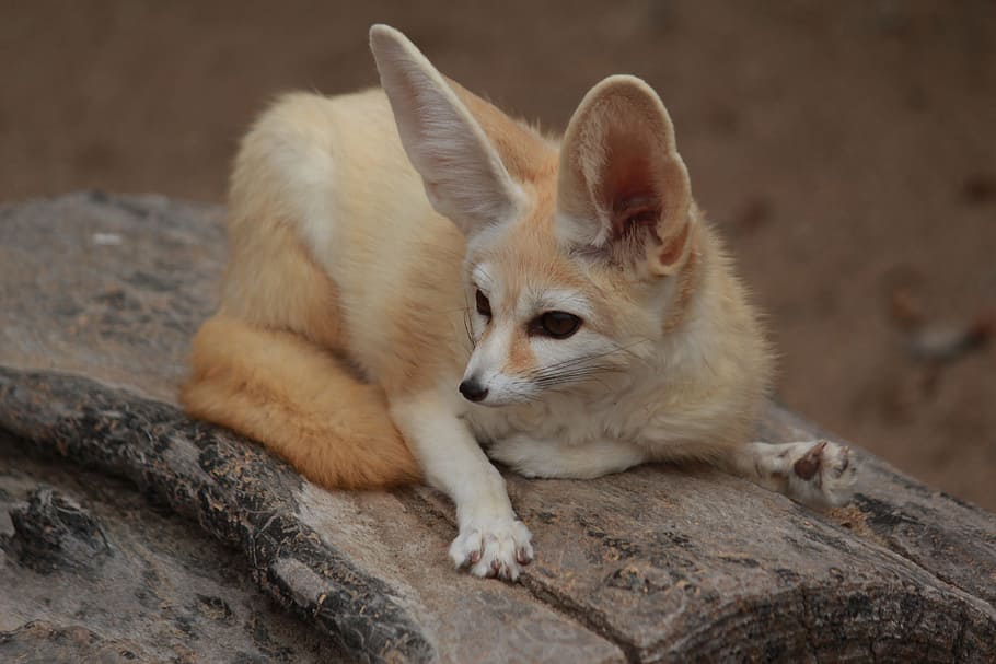 brown, white, big, ears animal, woo, Desert Fox, Animal, Cute, pets, one animal