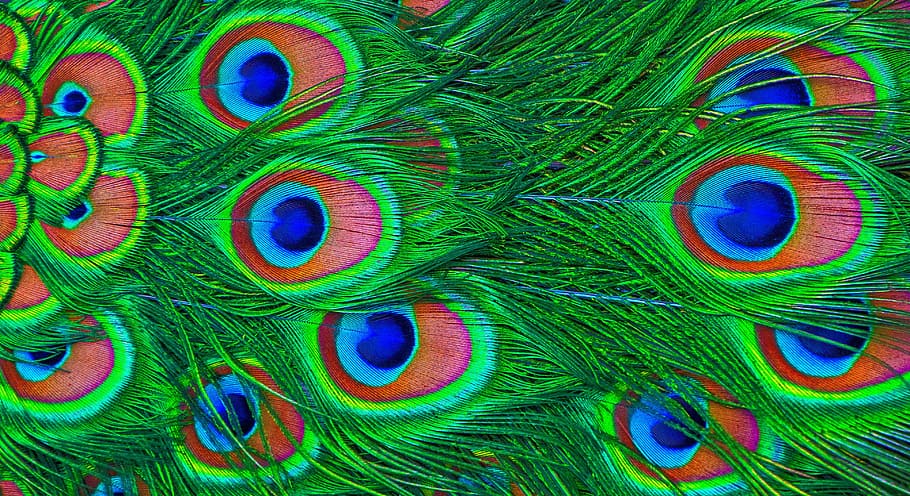 verde, azul, rojo, plumas de pavo real, pavo real, pluma, colorido, iridiscente, plumaje, ave