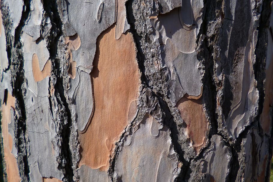 Pine, Bark, Tree, Genus, pine bark, pine genus, mediterranean pine, old, pattern, structure