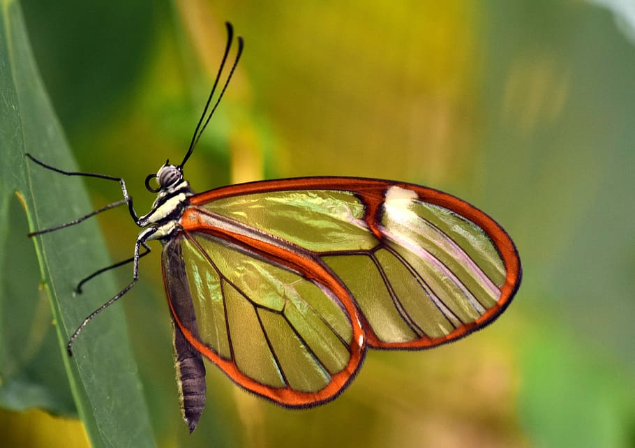 close, brown, black, glasswing butterfly, green, leaf, butterfly, glass wings, greta oto, glass falter