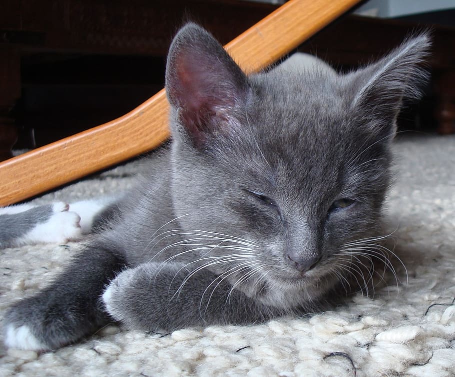 grey, gray, kitten, cat, young, sleepy, sleeping, mammal, domestic, pets
