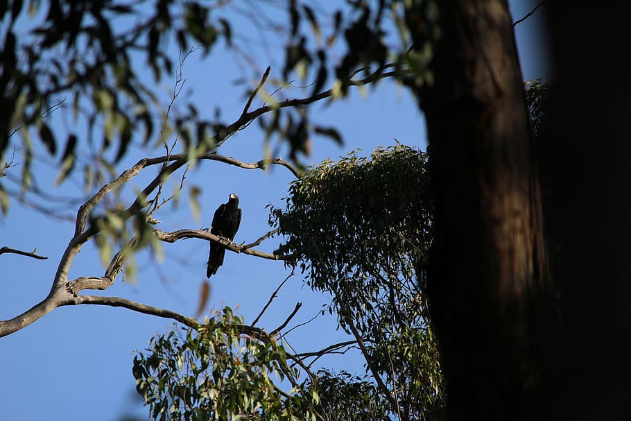 eagle, wedge, tail, wedgetail, perched, perch, tree, gum, gumtree, bird