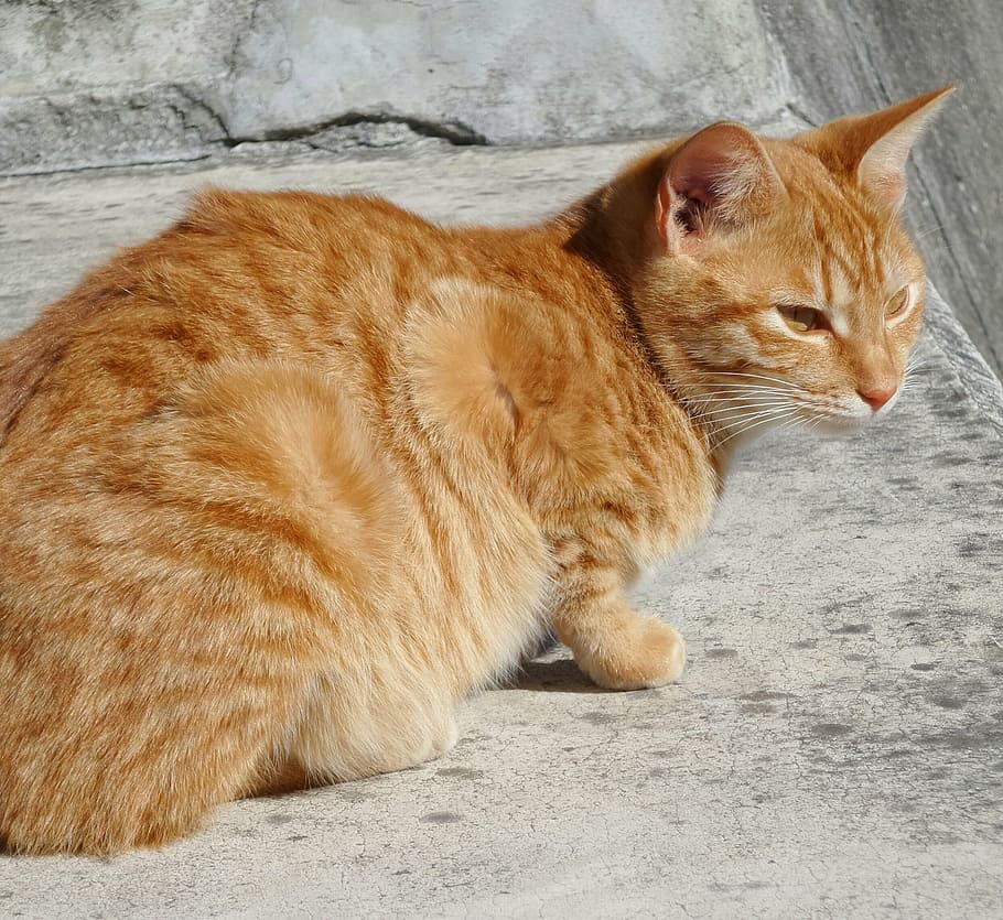 cat, red, concrete, wild, rest, watch, watching, resting, domestic cat, pets