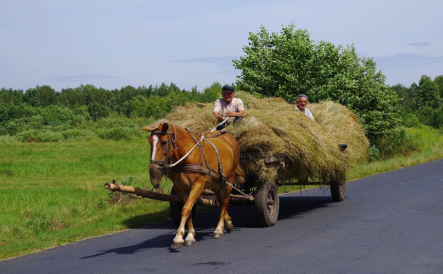 machine hay horse, cart horse, hay, agriculture, history, nostalgia, village, cart mounted with a drawbar, workhorse, mammal