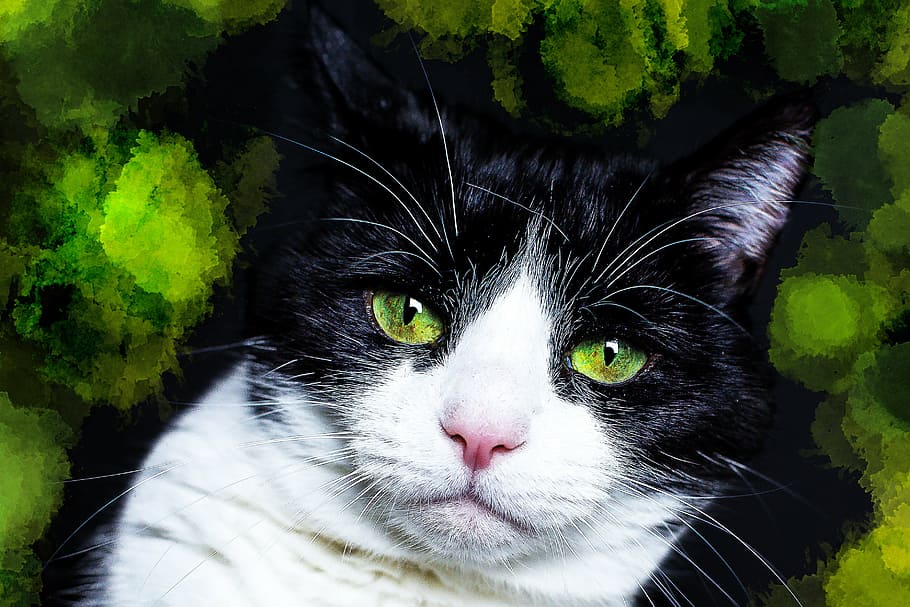 shallow, focus photography, bicolor cat, cat, black, white, green, portrait, eyes, whisker