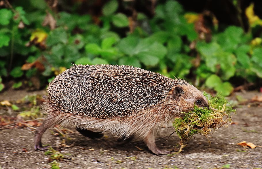 brown, hedgehog, carrying, green, grass, hard working, build, shelter, animals, spur