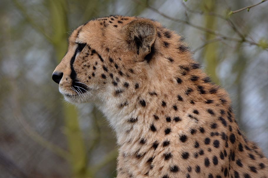 closeup, cheetah, leopard, animal, jaguar, head, wildlife, undomesticated Cat, nature, animals In The Wild