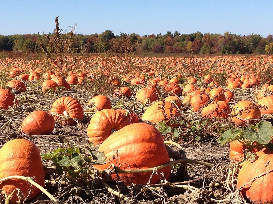 squash field, pumpkins, field, autumn, fall, halloween, holiday, thanksgiving, season, harvest