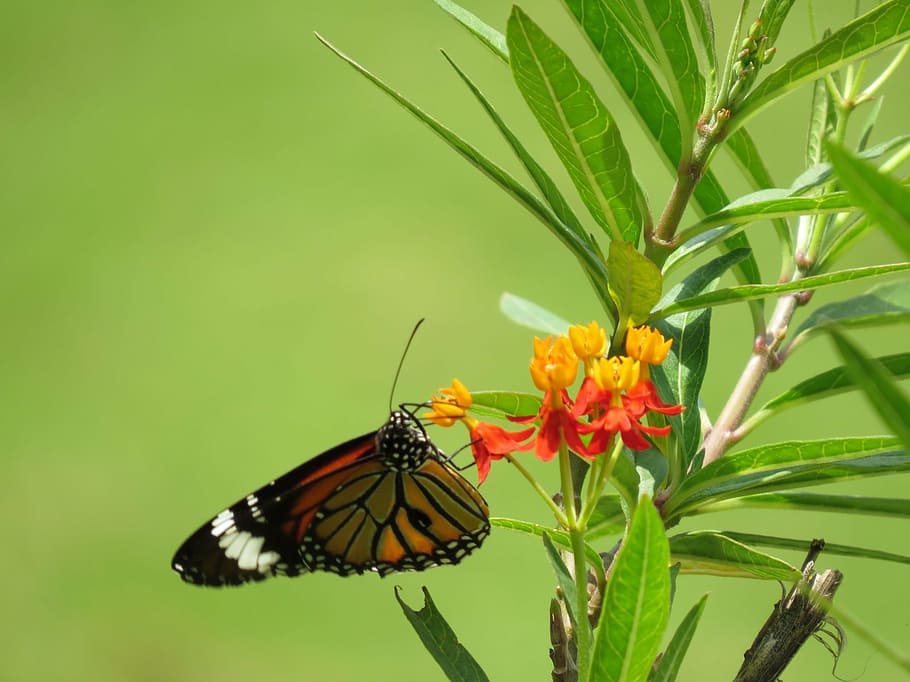 borboleta monarca, empoleirada, amarelo, flor, borboleta, natureza, parque de borboletas, parque de borboletas bannerghatta, karnataka, bangalore