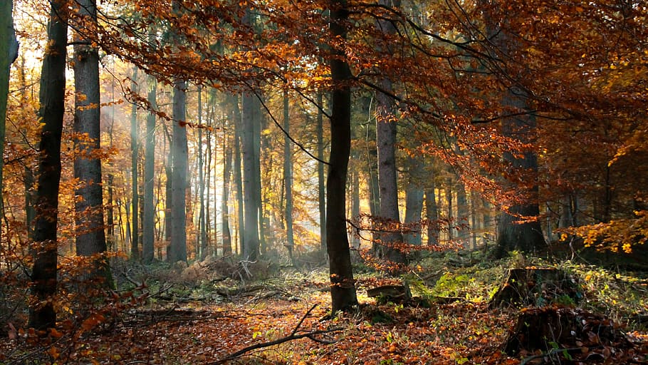 hutan, musim gugur, alam, pemandangan, pohon, cahaya, kabut, Daun-daun, suasana hati, September