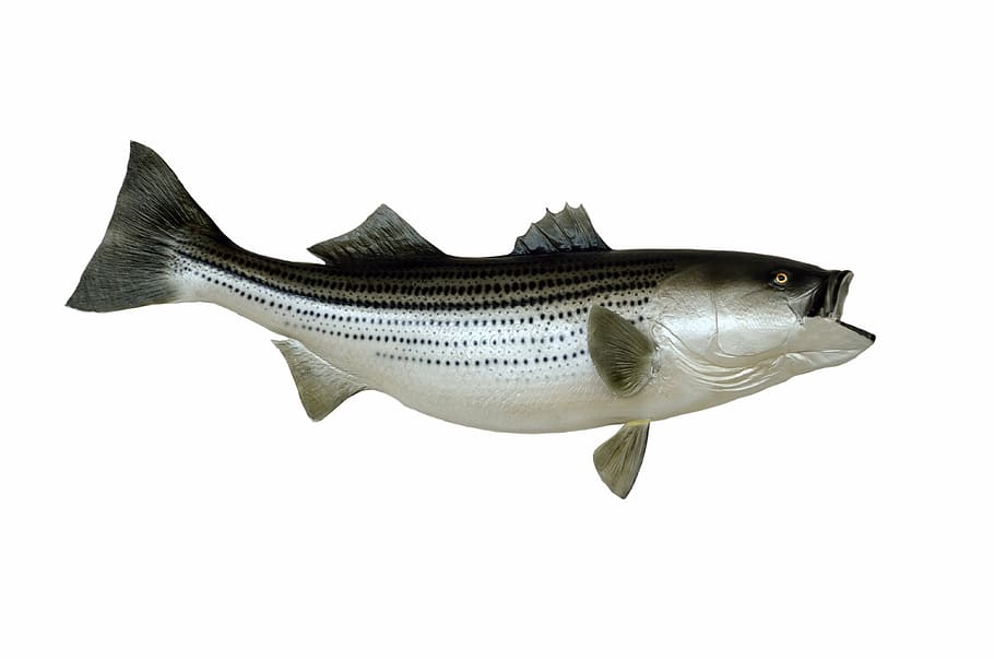 silver, black, fish, striped bass, mounted, taxidermy, trophy, bass, food, seafood