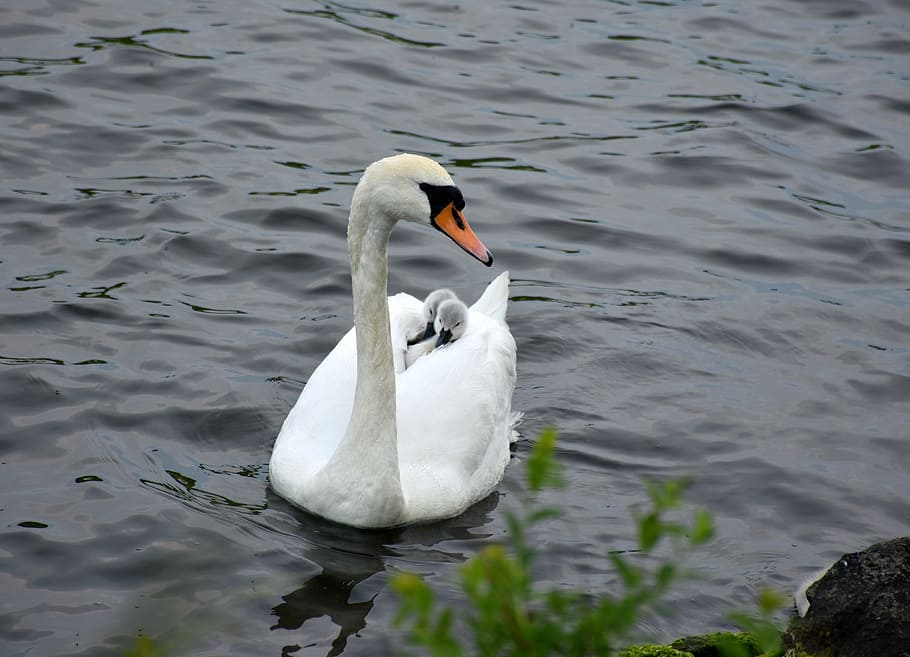 Swan, Nature, Recording, mother care, nature recording, schwanen-children, pond, white bird, animals in the wild, animal themes