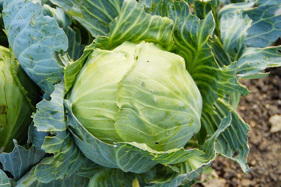 cabbage vegetable, daytime, Kohl, Cabbage, Green, Vegetables, green, vegetables, vegetable patch, food, vegetable