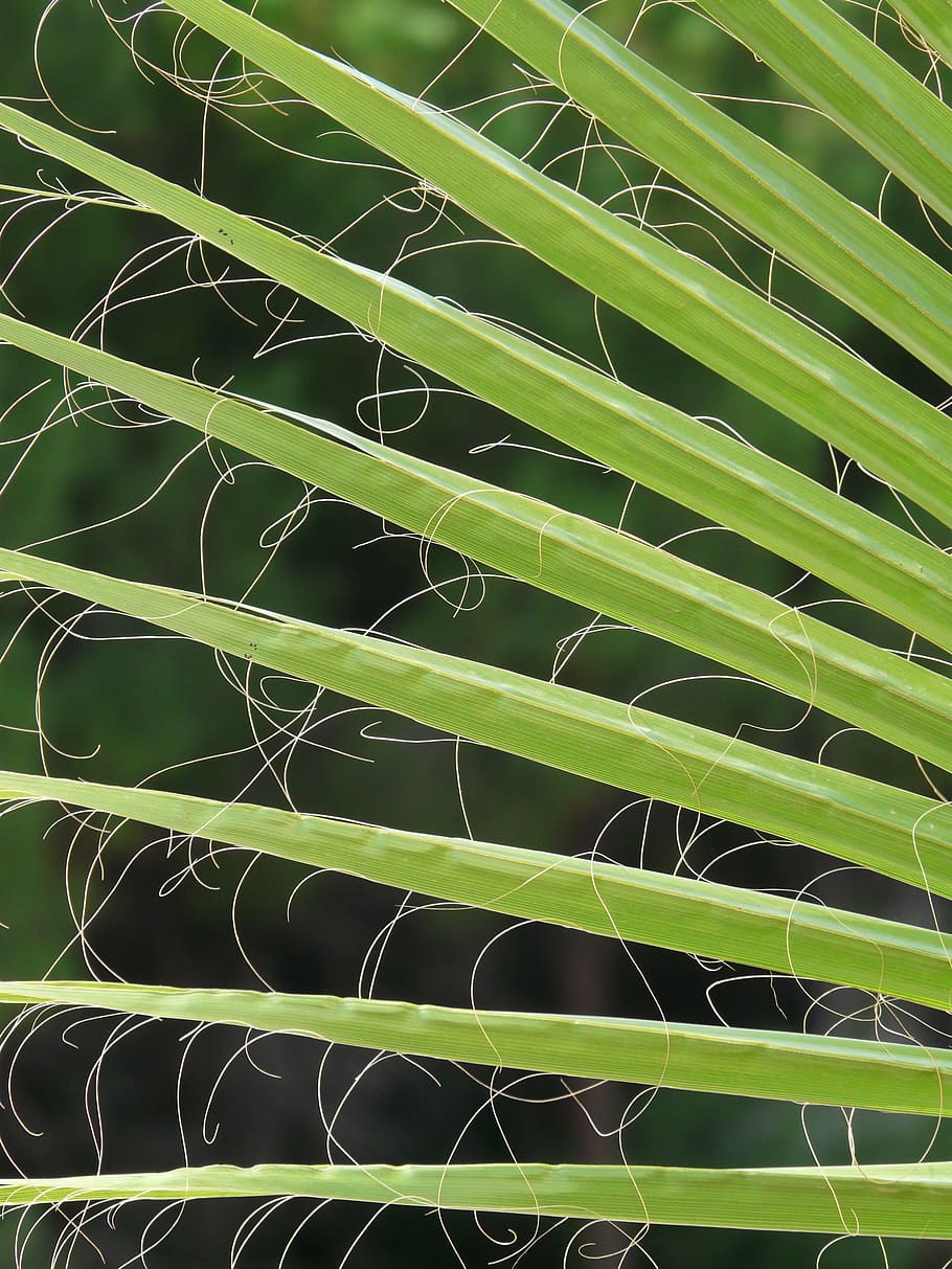 green, palm leaf, close-up photography, james, palm fronds, washington palm, fan palm, light green, plug, white fiber