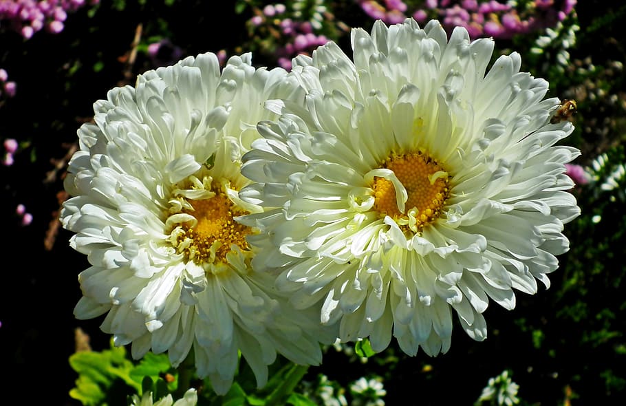 astra, flowers, white, garden, summer, the petals, beautiful, closeup, flourishing, nature
